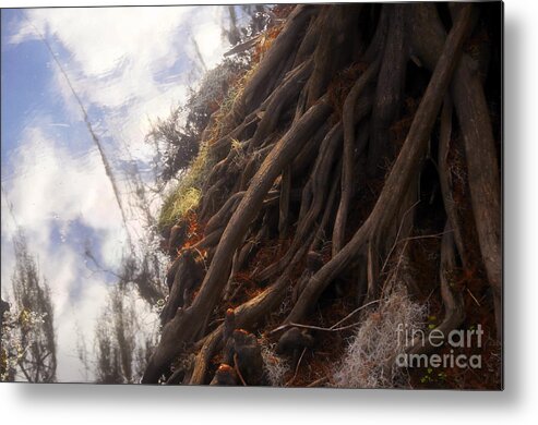 Roots Metal Print featuring the photograph Life by the River by David Lee Thompson