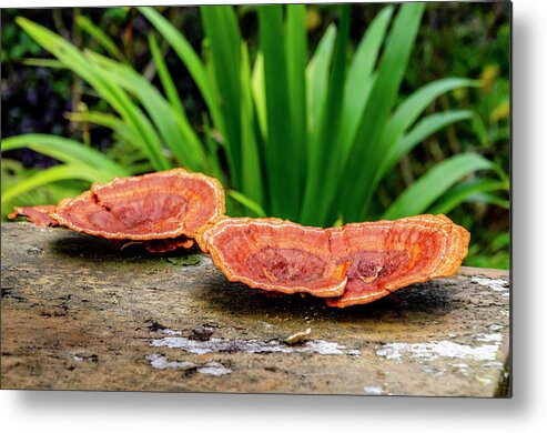 Log Metal Print featuring the photograph Life on a Log by Daniel Murphy