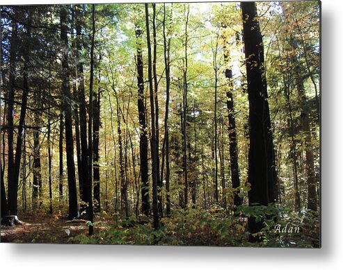 Forest Metal Print featuring the photograph Light Among the Trees by Felipe Adan Lerma