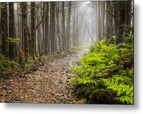 Trail Metal Print featuring the photograph Light Beams by Debra and Dave Vanderlaan