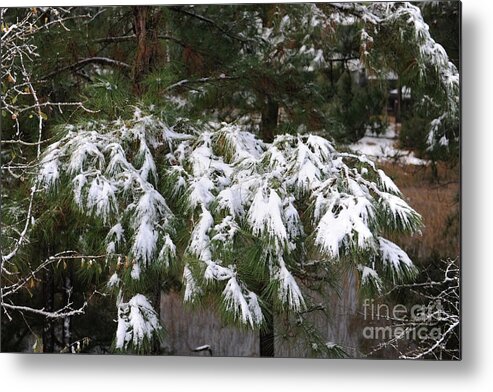 Snow Metal Print featuring the photograph Light Dusting of Snow by Dale Powell