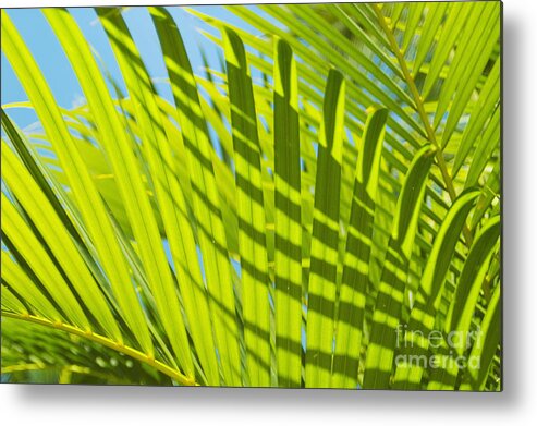 Afternoon Metal Print featuring the photograph Light Green Palm Leaves by Mary Van de Ven - Printscapes