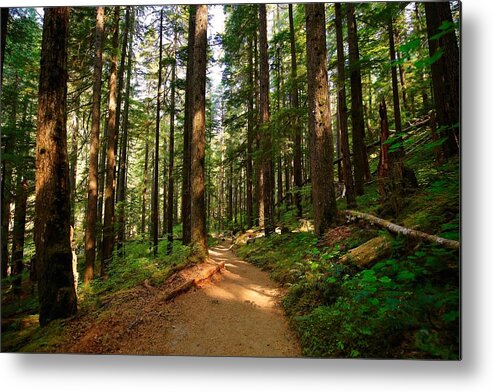 Light In The Forest Metal Print featuring the photograph Light in the forest by Lynn Hopwood