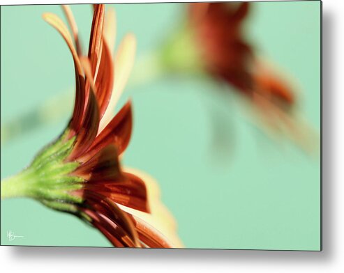 Flower Metal Print featuring the photograph Basking in the Sun by Mary Anne Delgado