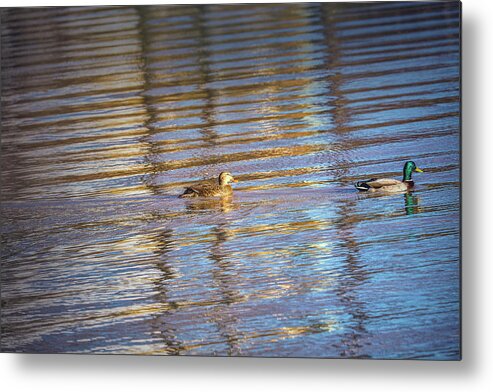 Duck.ducks Metal Print featuring the photograph Lightened #g0 by Leif Sohlman