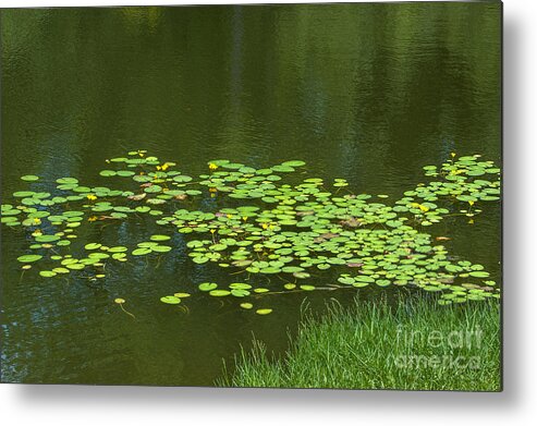 Lilly Pad Metal Print featuring the photograph Liily Pads Afloat by Dale Powell