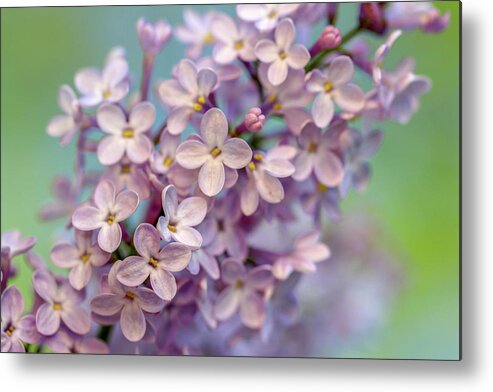 Lilac Metal Print featuring the photograph Lilac Blossom II by Mary Anne Delgado