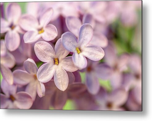 Lilac Metal Print featuring the photograph Lilac Blossom by Mary Anne Delgado