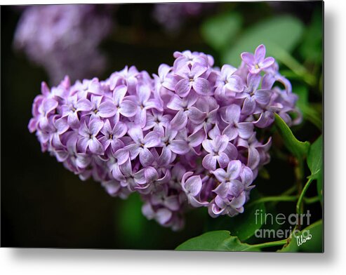 Purple Metal Print featuring the photograph Lilac Bush by Alana Ranney