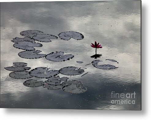  Metal Print featuring the digital art Lilly Mirror by Darcy Dietrich