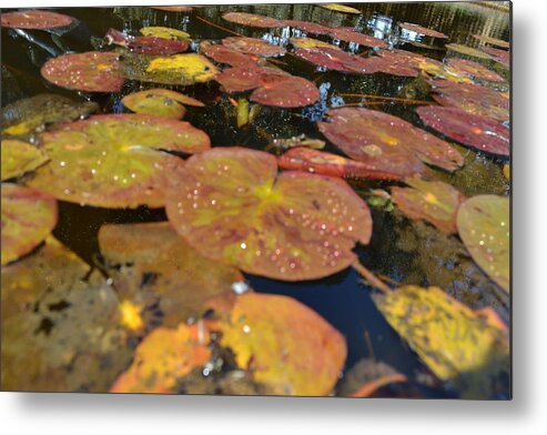Landscape Metal Print featuring the photograph Lily by Constance Elizabeth