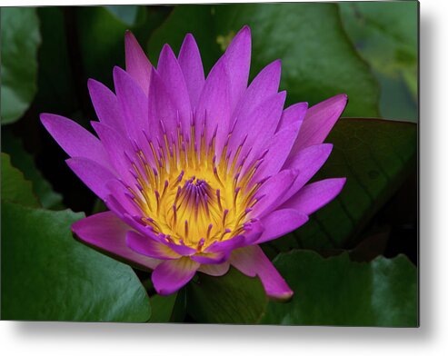 Flower Metal Print featuring the photograph Lily Flower by Allan Morrison