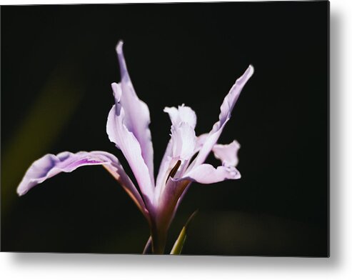 Spring Metal Print featuring the photograph Lily by Hyuntae Kim