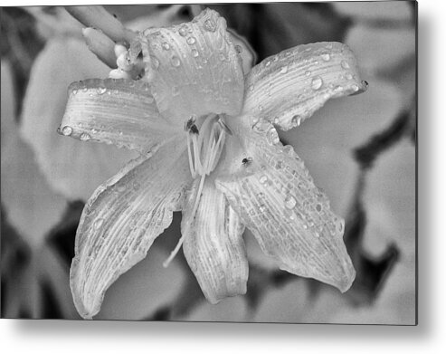 Infrafed Metal Print featuring the photograph Lily In Infrared by Dick Pratt