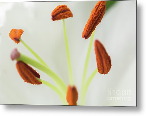 White Lilies Metal Print featuring the photograph Lily Macro 2 by Steve Purnell