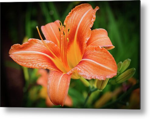 Flower Metal Print featuring the photograph Lily by Nicole Lloyd