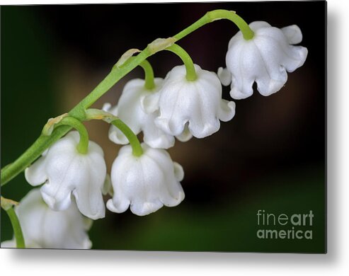 Lily Of The Valley Metal Print featuring the photograph Lily Of The Valley Flowers by Tamara Becker