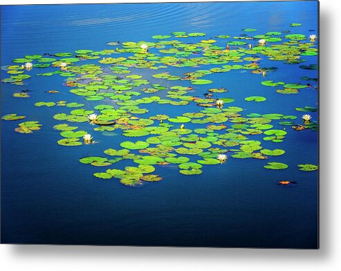 North Port Florida Metal Print featuring the photograph Lily Pads by Tom Singleton