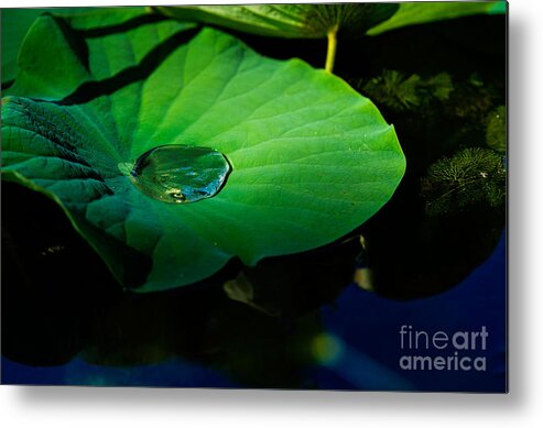 Landscape Metal Print featuring the photograph Lily Water by Metaphor Photo