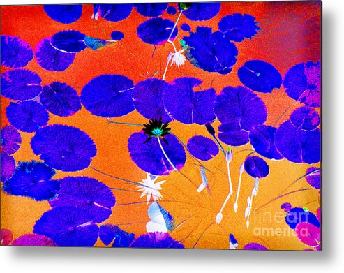 Reverse Metal Print featuring the photograph Lilypad Explosion by Linda Olsen