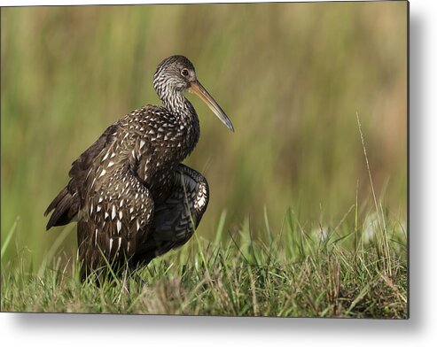 Limpkin Metal Print featuring the photograph Limpkin stretching in the grass by David Watkins