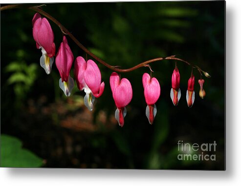Bleeding Hearts Metal Print featuring the photograph Line of Hearts by Steve Augustin