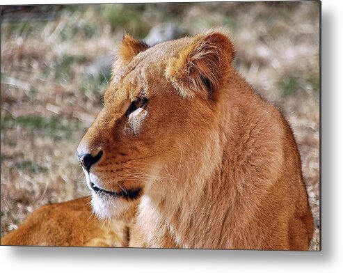 Lion Metal Print featuring the photograph Lion around by Kuni Photography