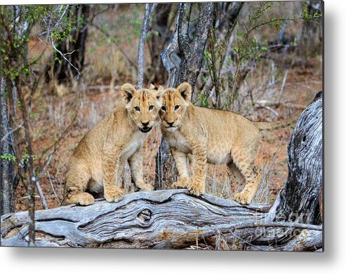 Babies Metal Print featuring the photograph Lion Siblings by Jennifer Ludlum