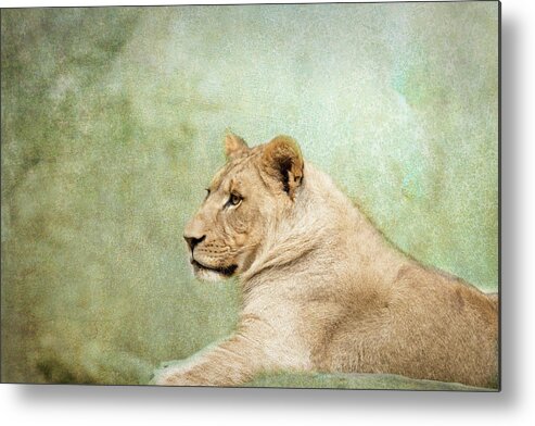 Nc Zoo Metal Print featuring the photograph Lioness Portrait II by Wade Brooks