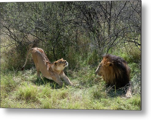 Africa Metal Print featuring the photograph Lions by Adele Aron Greenspun