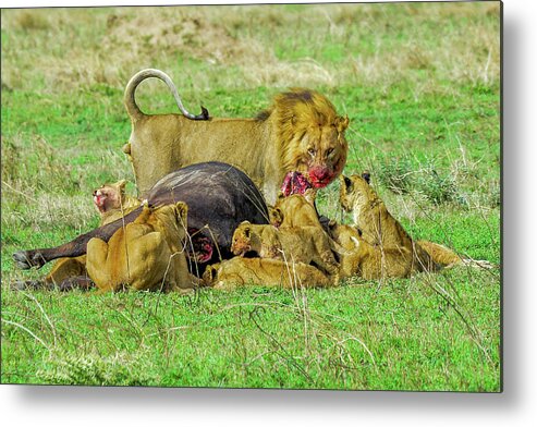 Africa Metal Print featuring the photograph Lions with Cape Buffalo Kill by Marilyn Burton