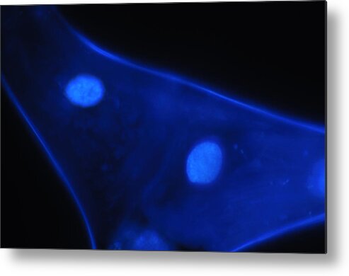 Blue Metal Print featuring the photograph Liquid Blue 1 by Mark Fuller