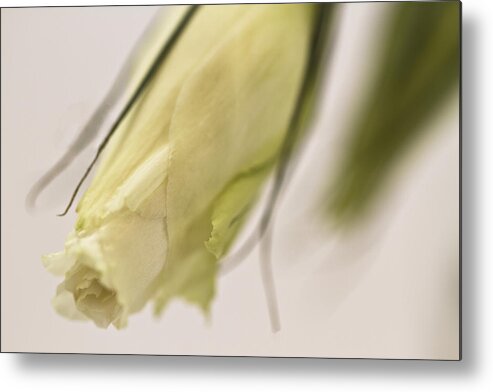 Lisianthus Metal Print featuring the photograph Lisianthus Bud by Sandra Foster