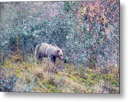 Bear Metal Print featuring the photograph Listening Bear by Torbjorn Swenelius