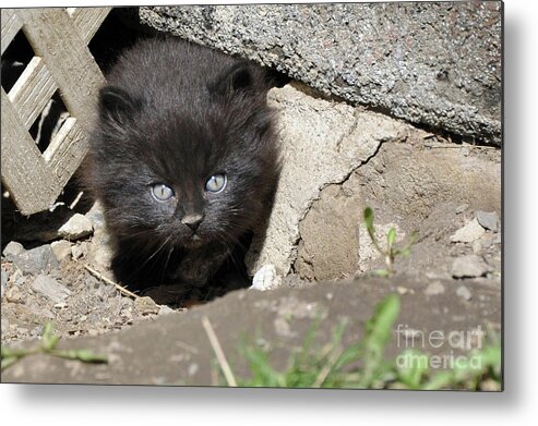 Kittens Metal Print featuring the painting Little Black Kitten by Reb Frost