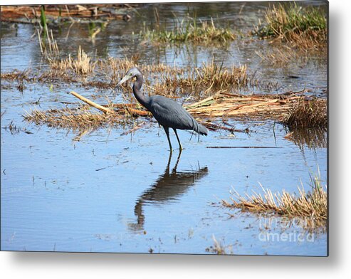 Little Blue Heron Metal Print featuring the photograph Little Blue Heron in the Marsh by Carol Groenen
