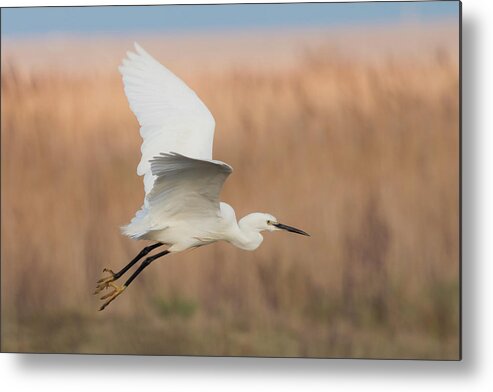 Litte Metal Print featuring the photograph Little Egret by Wendy Cooper