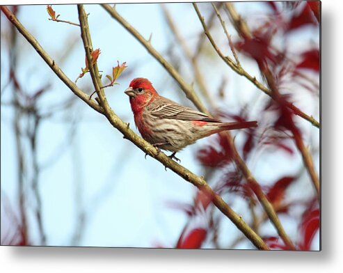 Birds Metal Print featuring the photograph Little Finch by Trina Ansel