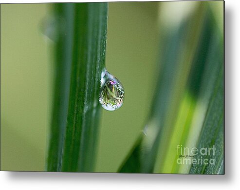 Droplets Metal Print featuring the photograph Little garden in the droplet by Yumi Johnson