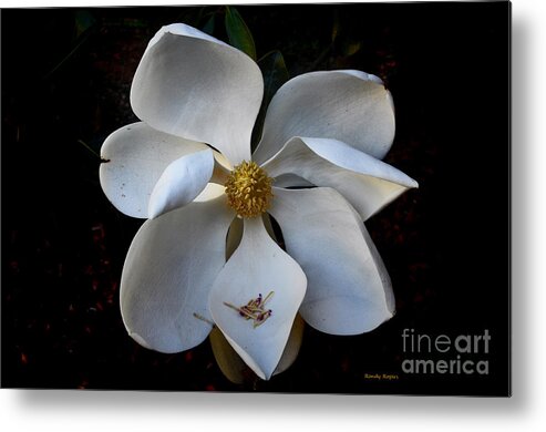 Flower Metal Print featuring the photograph Little Gem by Randy Rogers