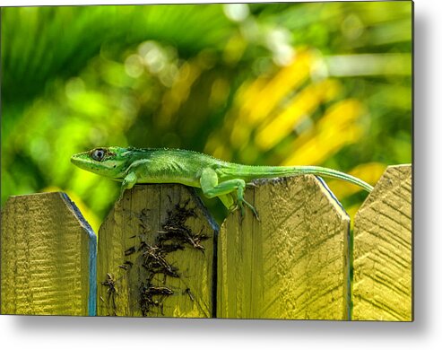 Iguana Metal Print featuring the photograph Little Green Visitor by Wolfgang Stocker