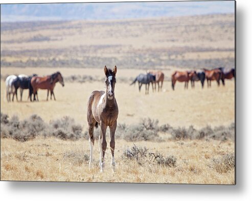 Wild Horses Metal Print featuring the photograph Little Prince by Eilish Palmer