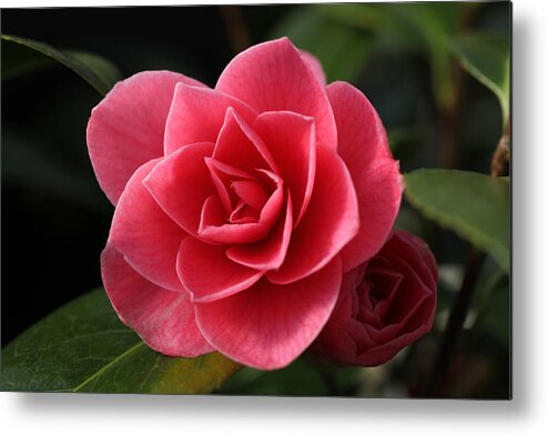 Camellia Metal Print featuring the photograph Little Ruby by Tammy Pool