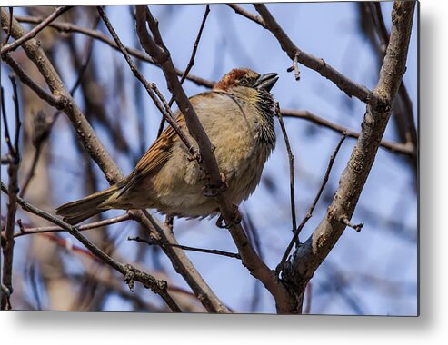 Sparrow Metal Print featuring the photograph Little Sparrow by Ray Congrove