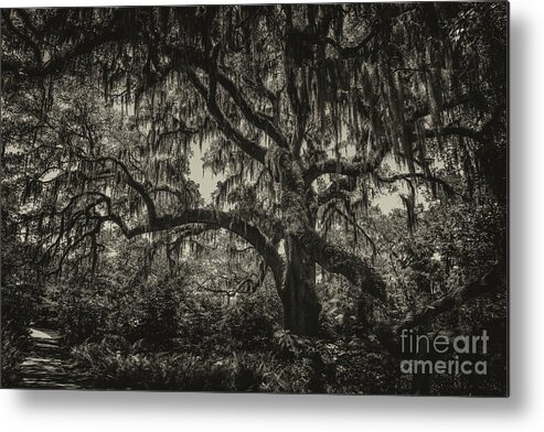 Live Oak Tree Metal Print featuring the photograph Live Oak Tree Sepia by Dale Powell