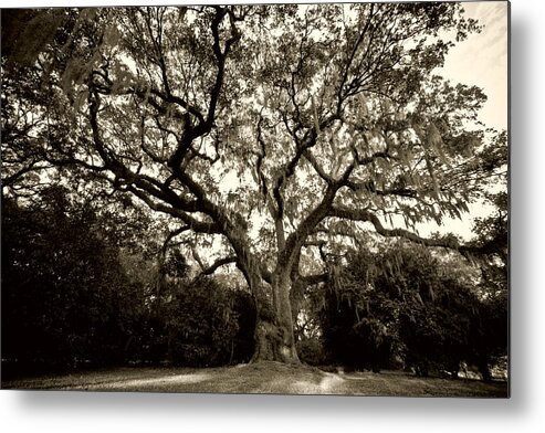 Live Oak Metal Print featuring the photograph Live Oak Tree with Spanish Moss by Dustin K Ryan