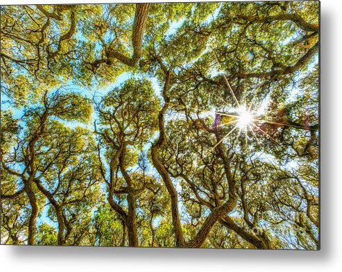 Fort Fisher Metal Print featuring the photograph Live Oaks with Sunburst by Paul Malcolm