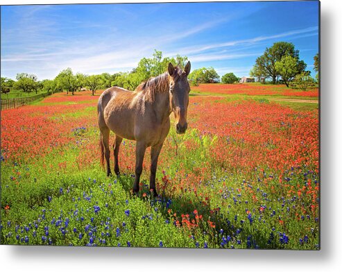 Texas Hill Country Metal Print featuring the photograph Living in the Land of Oz by Lynn Bauer