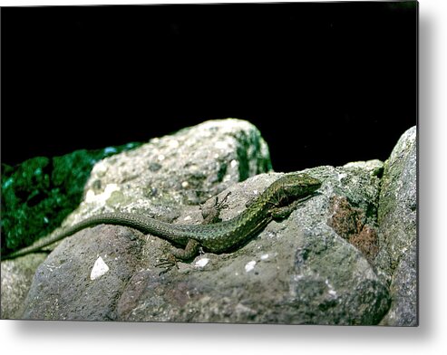 Nature Metal Print featuring the photograph Lizard by Gouzel -