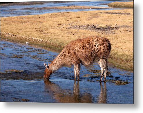 Llama Metal Print featuring the photograph Llama Drinking in River by Aivar Mikko